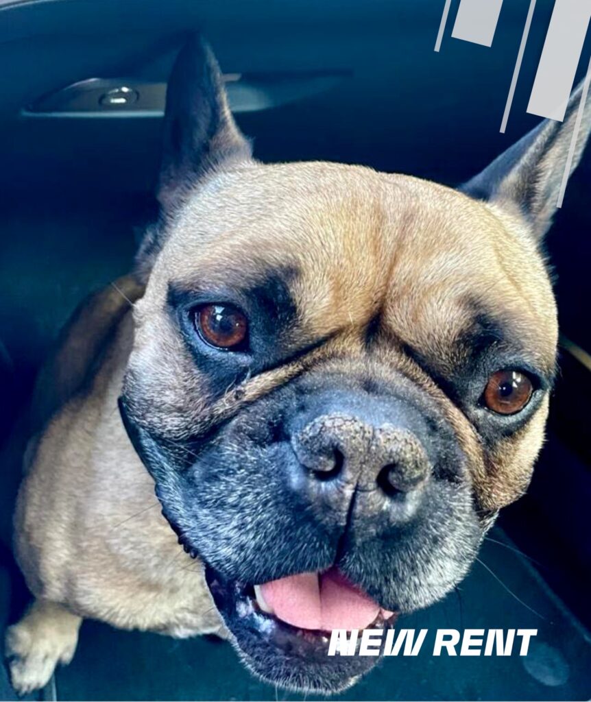 What are the rules regarding transporting pets in a car rented from a rental company?